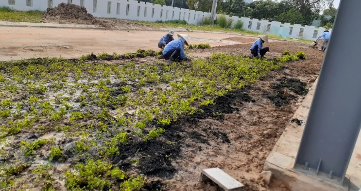 Thi công cỏ theo từng khu vực sau khi mặt bằng được chuẩn bị và cấp đất trồng. Thi công cỏ theo từng khu vực sau khi mặt bằng được chuẩn bị và cấp đất trồng.